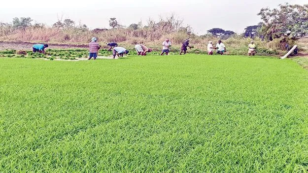  పంట పండింది!