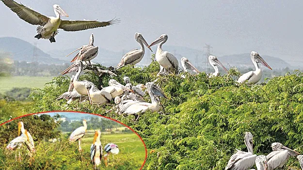 తేలినీలాపురంలో విదేశీ పక్షులు