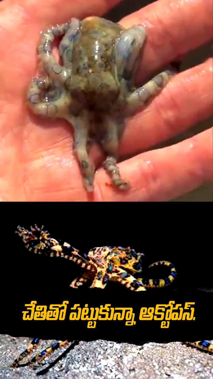 చేతితో పట్టుకున్నా ఆక్టోపస్‌. 