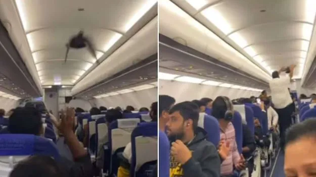 Pigeon in IndiGo Flight: ఇండిగో విమానంలో పావురాయి.. మార్గమధ్యంలో ప్రయాణికులకు సర్‌ప్రైజ్