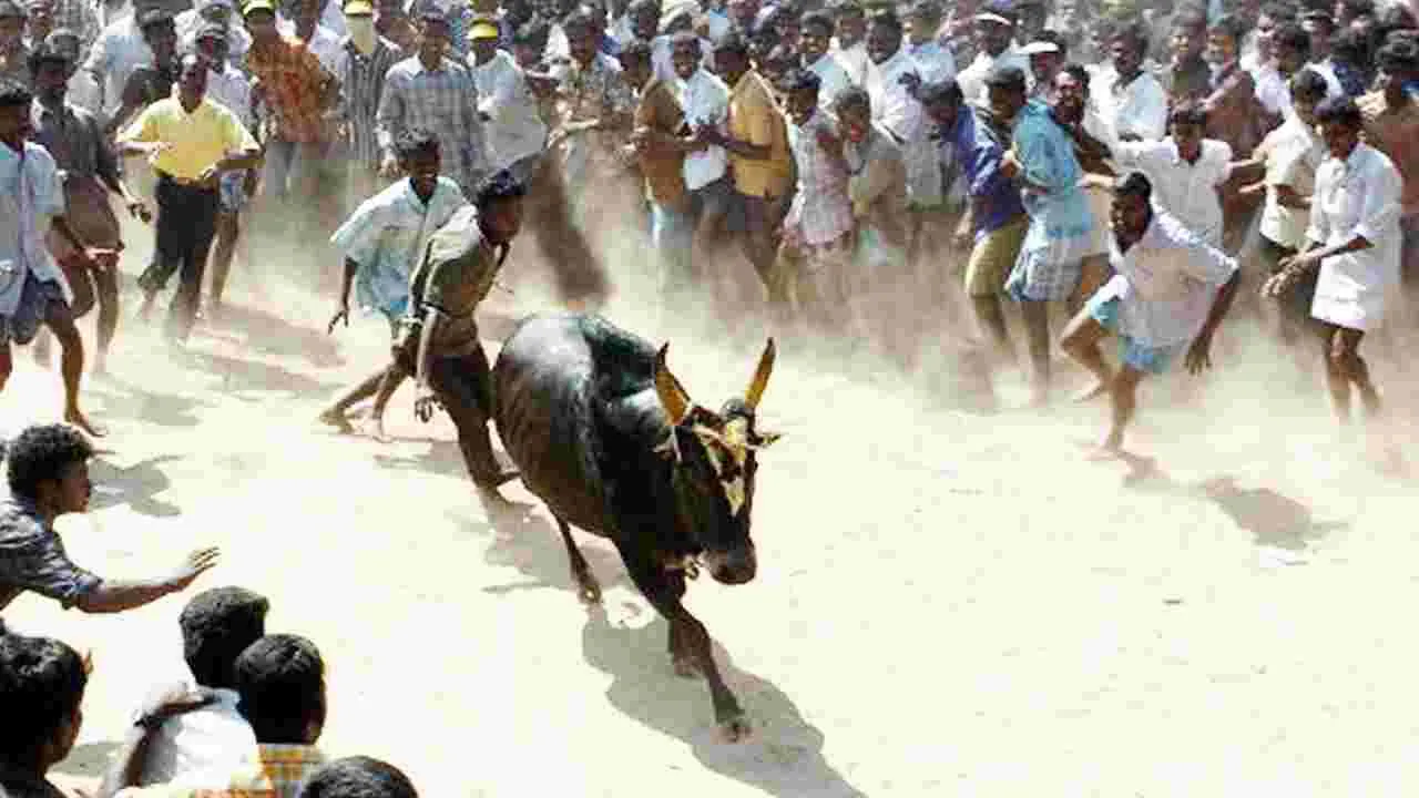 Jallikattu: రణరంగాన్ని తలపించిన జల్లికట్టు.. యువకులకు గాయాలు