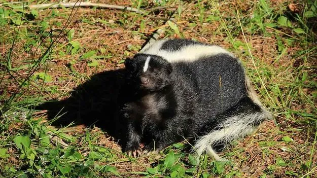 Kidney From Donor: ఇది కదా విషాదం అంటే.. ఆ దాత నుంచి కిడ్నీ తీసుకున్న వారాలకే..