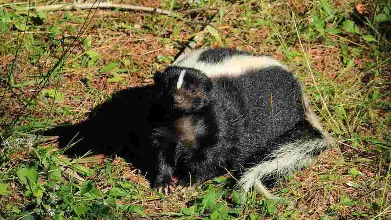 Kidney From Donor: ఇది కదా విషాదం అంటే.. ఆ దాత నుంచి కిడ్నీ తీసుకున్న వారాలకే..