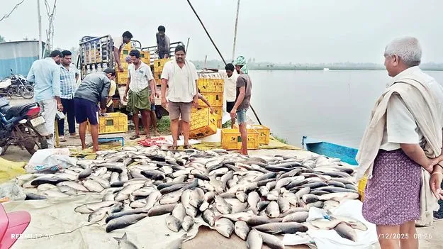 ఆక్సిజన్‌ కొరత..చేపలు మృత్యువాత..