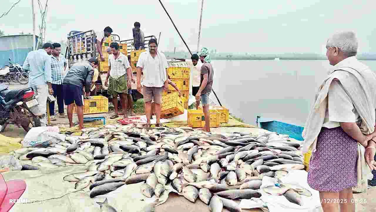 ఆక్సిజన్‌ కొరత..చేపలు మృత్యువాత..