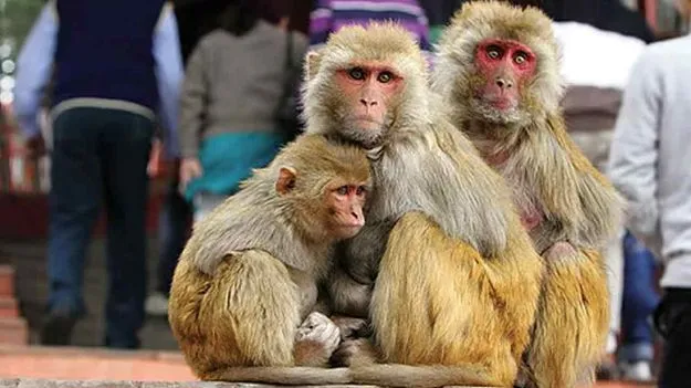 Local Body Elections: సర్పంచ్ ఎన్నికల్లో కోతుల బెడదే ప్రధాన ఎజెండా