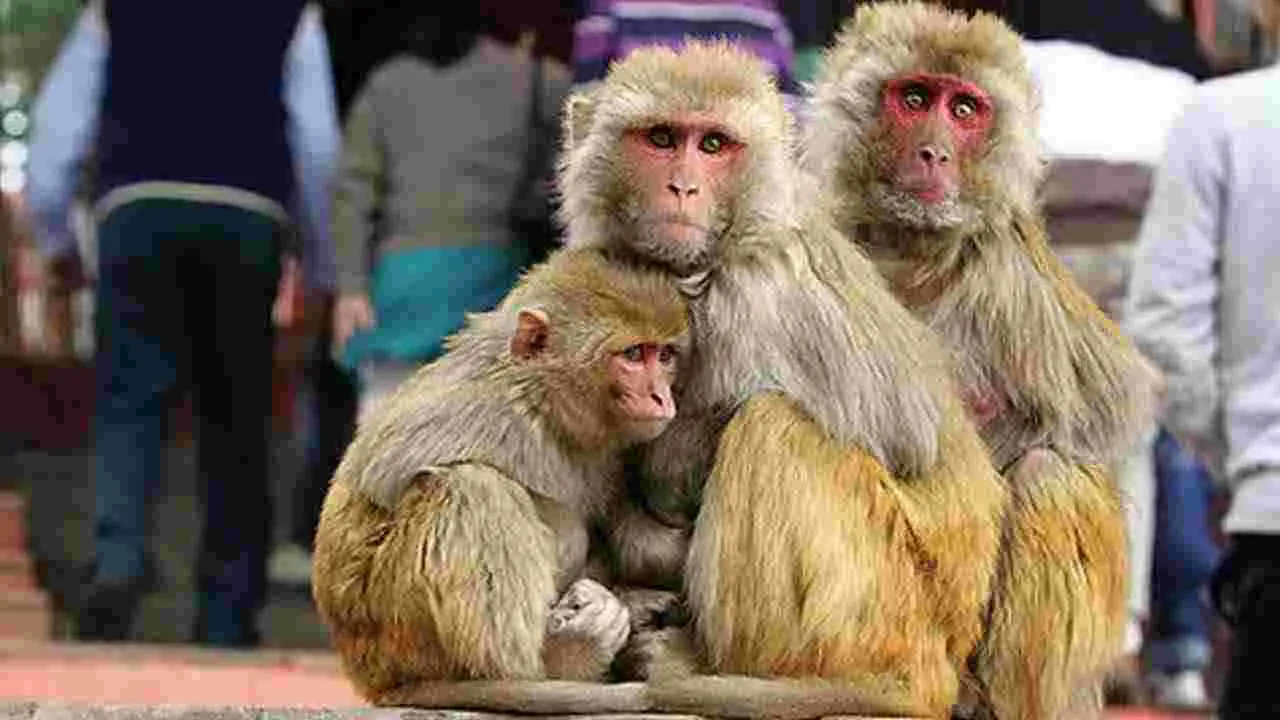 Local Body Elections: సర్పంచ్ ఎన్నికల్లో కోతుల బెడదే ప్రధాన ఎజెండా