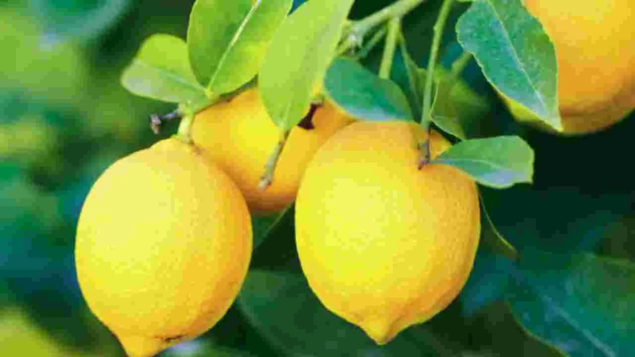 Lemon for Weight Loss: నిమ్మకాయ ఊబకాయాన్ని తగ్గిస్తుందా?
