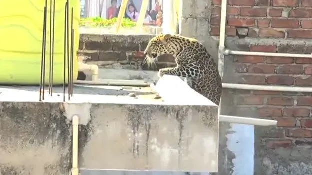 Leopard in Maharashtra: మహారాష్ట్రలో చిరుత కలకలం.. భవనాల మధ్య దూకుతూ.. 