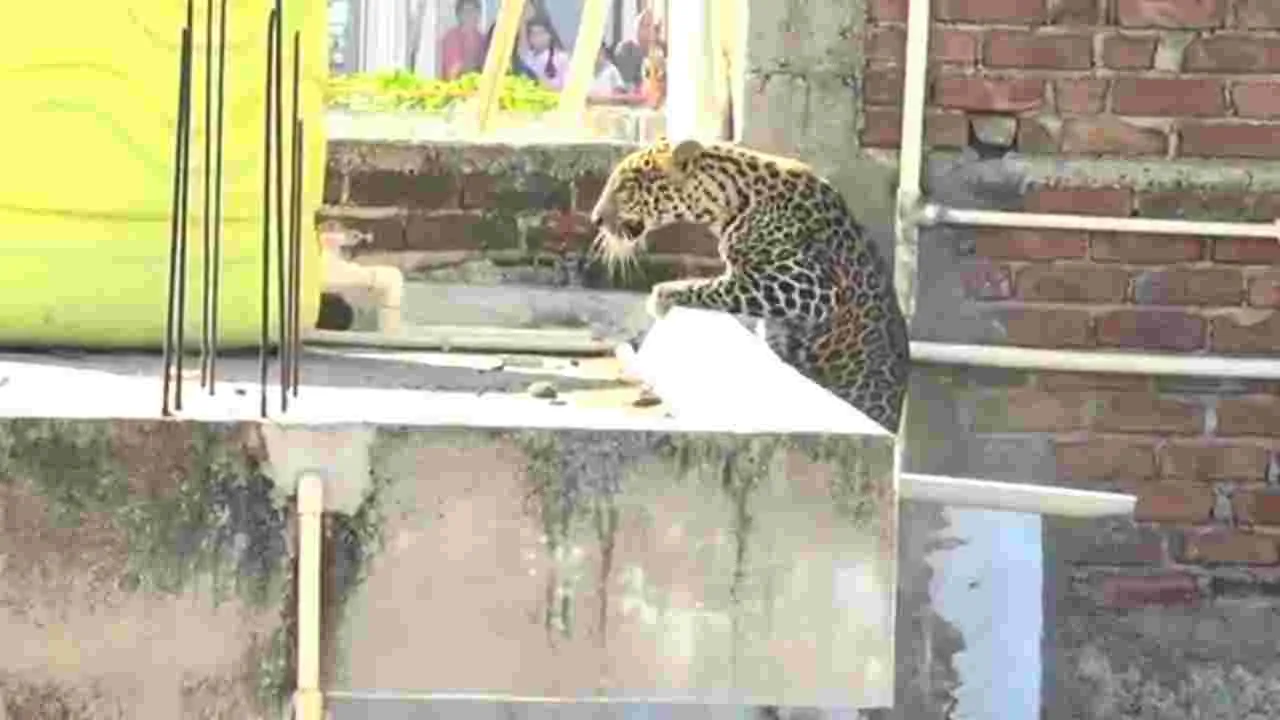 Leopard in Maharashtra: మహారాష్ట్రలో చిరుత కలకలం.. భవనాల మధ్య దూకుతూ..