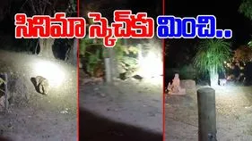 Leopard Viral Video:  ఇది కదా స్కెచ్ అంటే.. చిరుత పులి ఎలా వేటాడిందో.. అవాక్కవ్వాల్సిందే.. 