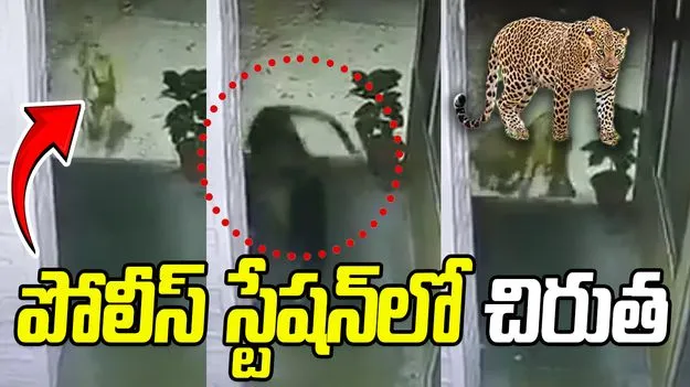 Leopard Snatches Pet Dog: పోలీస్ స్టేషన్‌‌లో చిరుత కలకలం.. కుక్కను ఎత్తుకెళ్లిపోయింది..