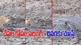 Cheetah Funny Video: బురదలో ఆహారం కోసం వెతుకుతున్న చిరుత.. చివరకు ముందున్న దృశ్యం చూసి.. 