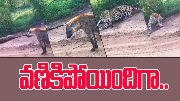 Leopard vs hyena: చిరుత పులి ఎంతలా షాకైందో.. హైనాను చూసి చూసి ఎలా భయపడిందో చూడండి.. 