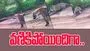 Leopard vs hyena: చిరుత పులి ఎంతలా షాకైందో.. హైనాను చూసి చూసి ఎలా భయపడిందో చూడండి.. 
