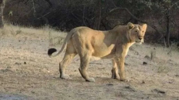 Lion Attack: రెండేళ్ల  చిన్నారిని అడవిలోకి లాక్కుపోయిన సింహం