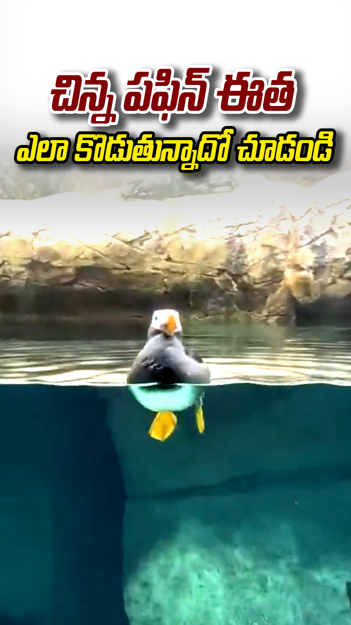 చిన్న పఫిన్ ఈత ఎలా కొడుతున్నాదో చూడండి