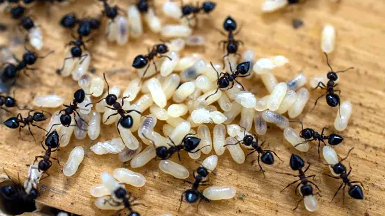 Ants Lifespan: చీమలు ఎంత కాలం జీవిస్తాయో తెలుసా.. సమాధానం తెలిస్తే ఆశ్చర్యపోతారు..