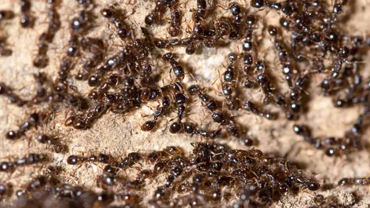 Ants Lifespan: చీమలు ఎంత కాలం జీవిస్తాయో తెలుసా.. సమాధానం తెలిస్తే ఆశ్చర్యపోతారు..
