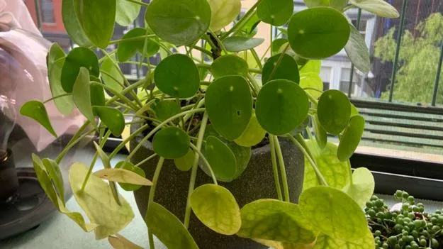 Home Remedies for Money Plant: మనీ ప్లాంట్ పసుపు రంగులోకి మారుతుందా? ఈ చిట్కా ట్రై చేయండి