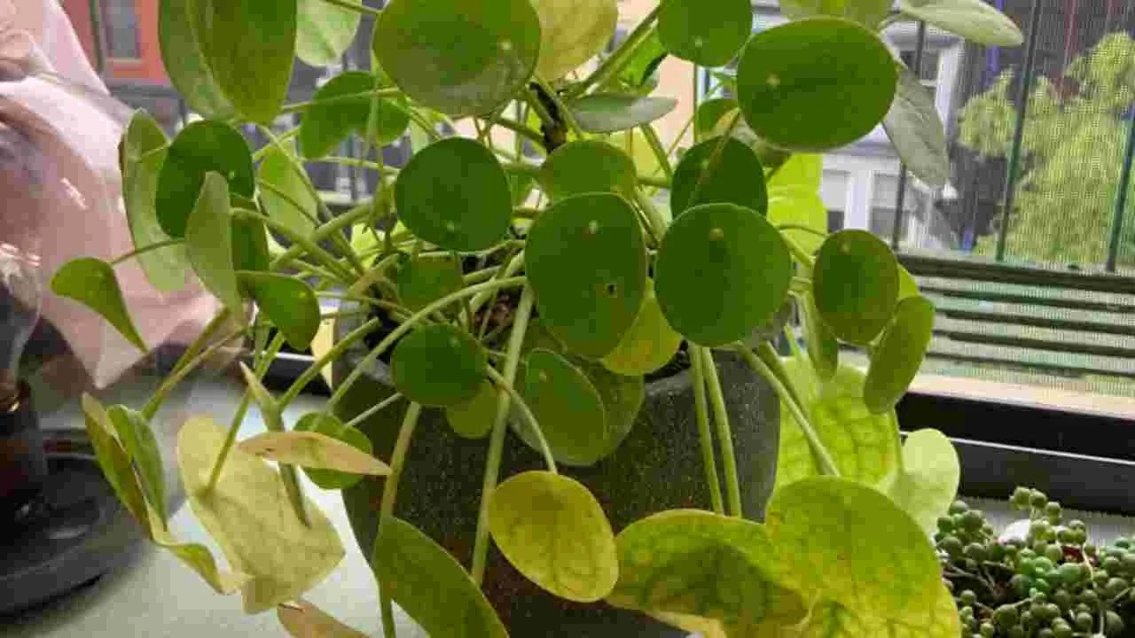 Home Remedies for Money Plant: మనీ ప్లాంట్ పసుపు రంగులోకి మారుతుందా? ఈ చిట్కా ట్రై చేయండి