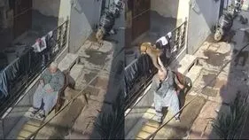 Haryana Monkey Attack: ఇంటిముందు కుర్చీ వేసుకుని కూర్చున్న వృద్ధురాలు.. ఇంతలో.. షాకింగ్ వీడియో