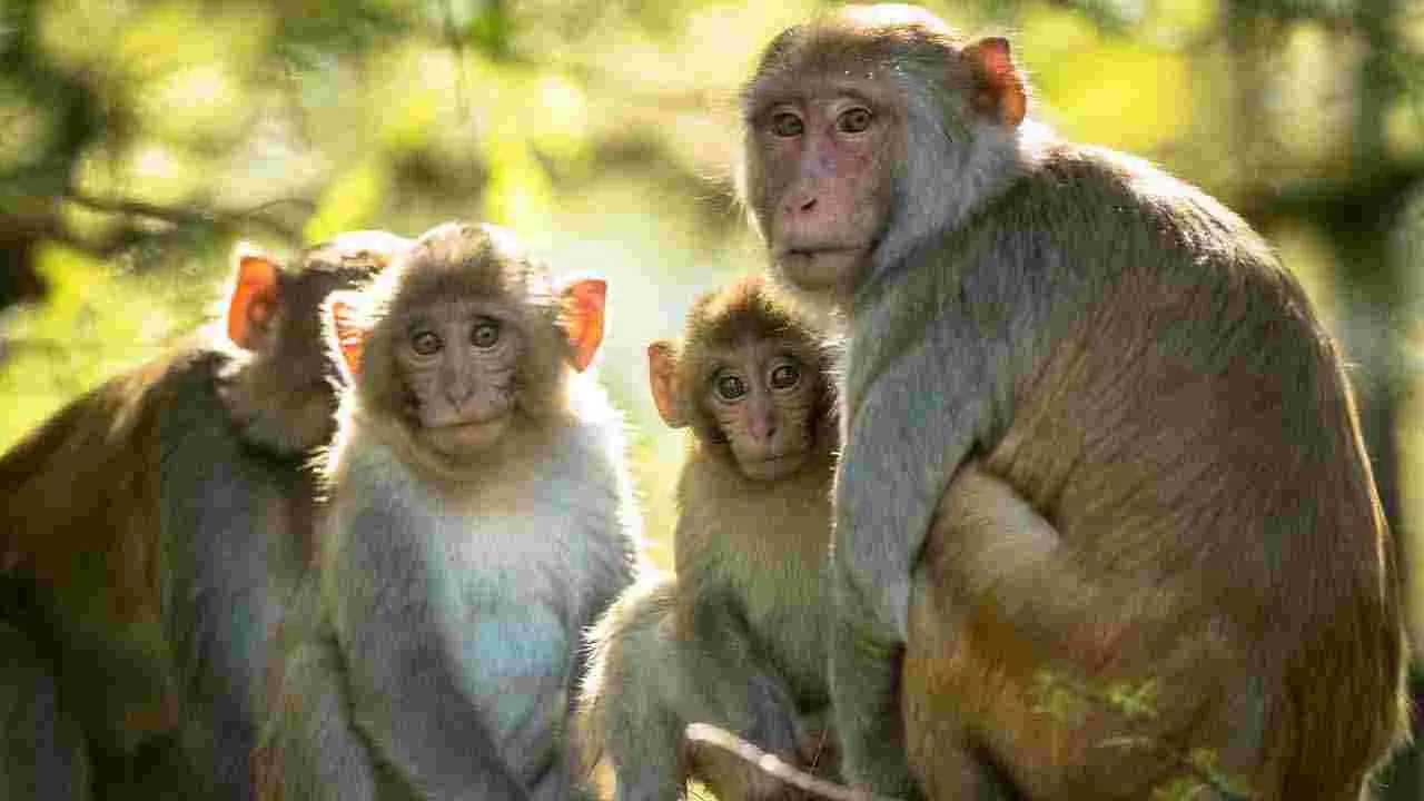 Telangana: సర్పంచ్‌గా గెలుపు.. కోతులు పరార్..!