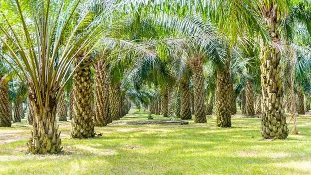 Oil Palm Cultivation: ఆయిల్ పామ్ సాగుతో అధిక లాభాలు..