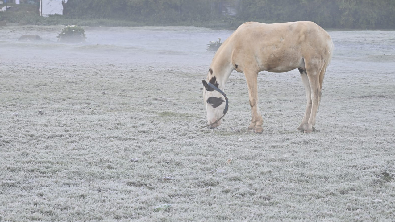 Winter-Ooty Trip: ఊటీ.. మోస్ట్ బ్యూటీ.. ప్రకృతి సోయగాలను చూసేయండి..
