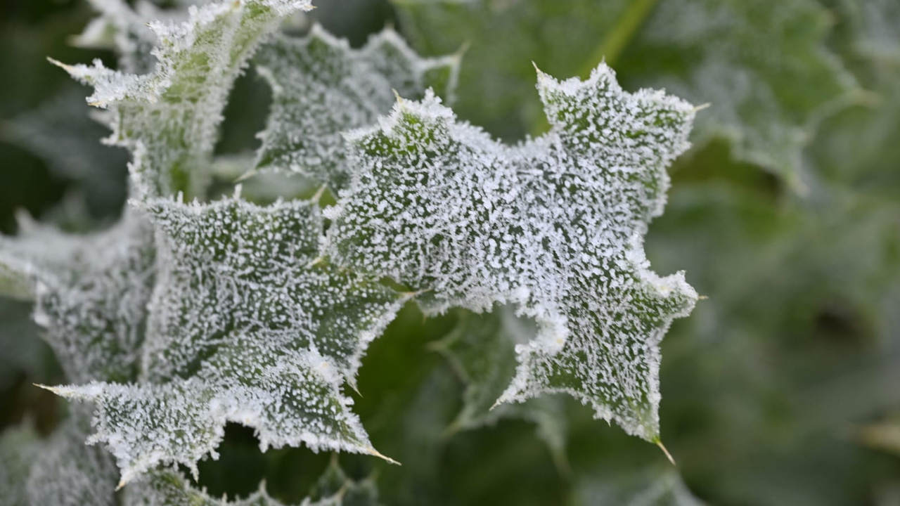 Winter-Ooty Trip: ఊటీ.. మోస్ట్ బ్యూటీ.. ప్రకృతి సోయగాలను చూసేయండి..