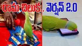 Parrot Funny Video: పూర్తిగా అప్‌డేట్ అయిన చిలుక.. ఏం చేస్తుందో చూస్తే నోరెళ్లబెడతారు.. 