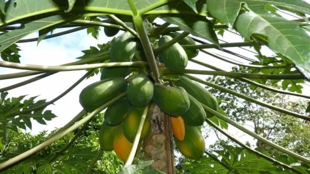 Papaya Tree in House: ఇంటి ముందు బొప్పాయి చెట్టు ఉండటం శుభమా లేక అశుభమా?
