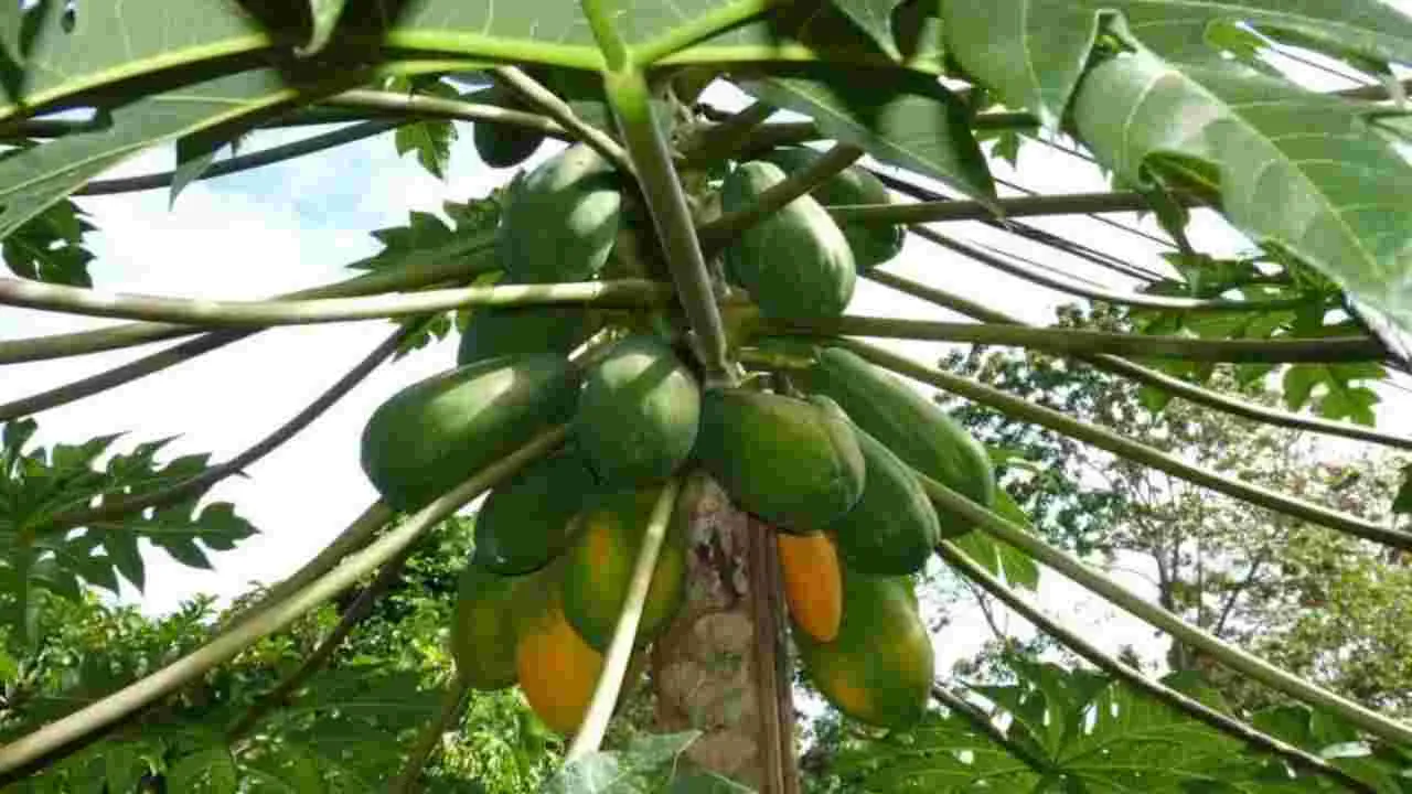 Papaya Tree in House: ఇంటి ముందు బొప్పాయి చెట్టు ఉండటం శుభమా లేక అశుభమా?