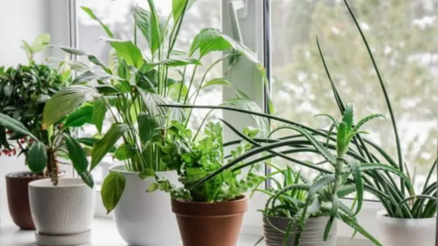 Indoor Plants for Winter: శీతాకాలంలో మీ ఇంటిని వెచ్చగా ఉంచడానికి ఈ 5 మొక్కలను నాటండి