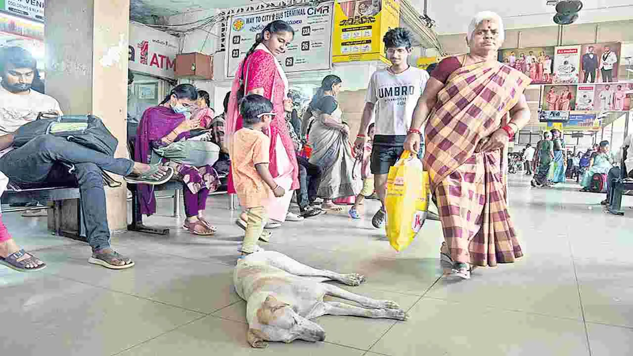 వీధి కుక్కల ఏరివేత