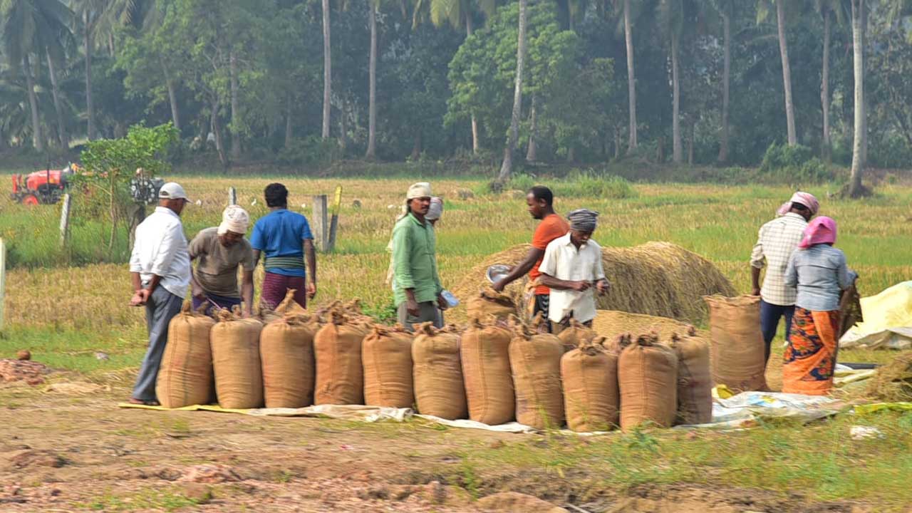 Cyclone Alert: తుఫాను హెచ్చరిక.. ధాన్యాన్ని సంచుల్లోకి ఎత్తుతున్న రైతులు