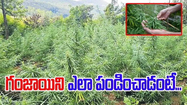 Rajendra Nagar Police: బాబోయ్.. గంజాయి ఇలా కూడా పండిస్తారా.. యువకుడు తెలివితేటలు మామూలుగా లేవుగా..