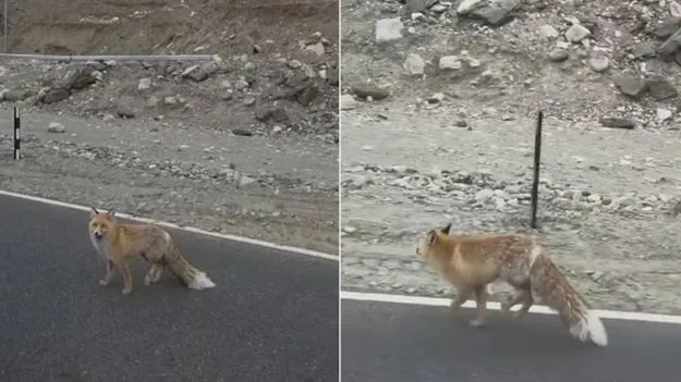 Himalayan Red Fox: హిమాలయాల్లో రహదారిపై నక్క.. అటవీ శాఖ అధికారి ఆందోళన