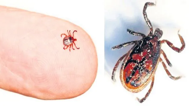 భయపెడుతున్న స్క్రబ్‌ టైఫస్‌ 