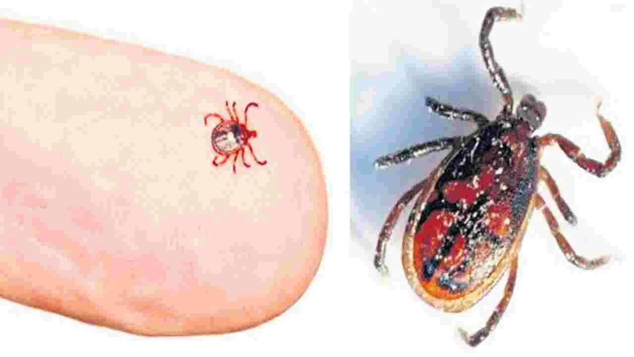 భయపెడుతున్న స్క్రబ్‌ టైఫస్‌ 