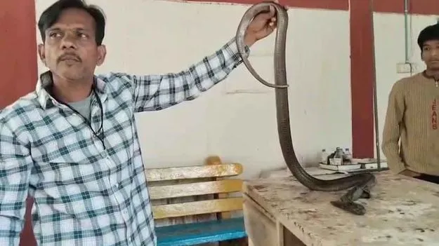 Cobra With 80 Stitches: ప్రాణాలకు తెగించి నాగుపాముకు వైద్యం.. 2 గంటల పాటు.. 