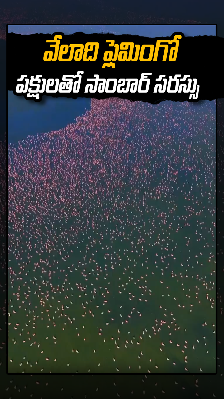 వేలాది ఫ్లెమింగో పక్షులతో సాంబార్ సరస్సు