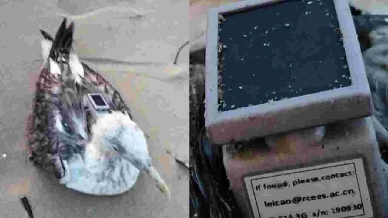 Seagull China GPS Tracker: కర్ణాటక తీరంలో చైనా జీపీఎస్ ట్రాకర్‌తో పక్షి.. అప్రమత్తమైన అధికారులు