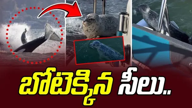 Dramatic Orca Hunt: చుట్టు ముట్టిన కిల్లర్ వేల్స్.. ప్రాణ భయంతో బోటెక్కిన సీలు.. 