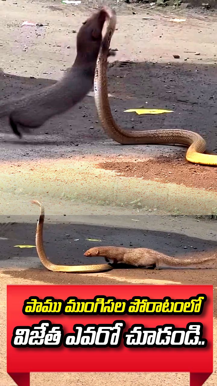 ABN Andhrajyothy Telugu Short News Video - Quick News Updates in 60 Seconds