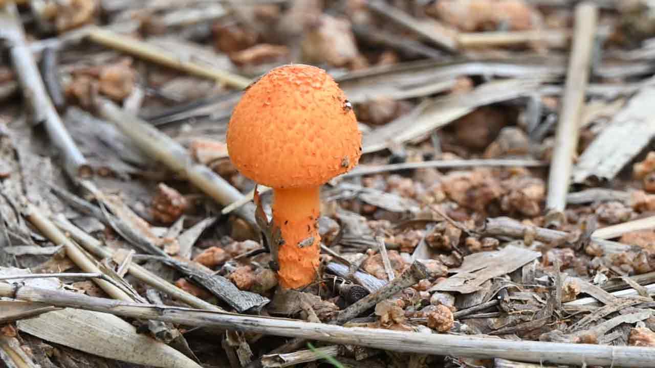 Photo Story: స్టీమ్ రోడ్ రోలర్ నుంచి పింక్ కలర్ పుట్టగొడుగు వరకూ.. ఆశ్చర్యపరిచే చిత్రాలు మీ కోసం.. 