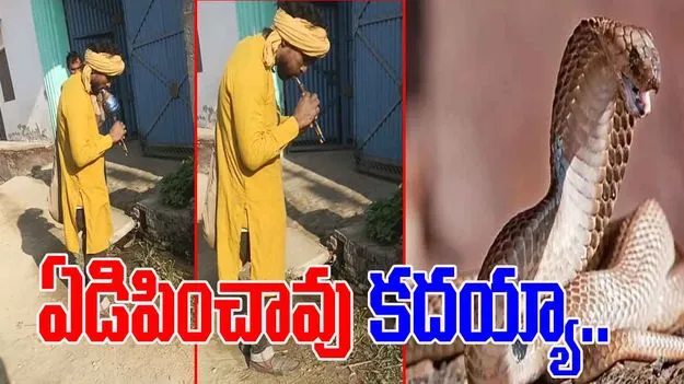 Snake Charming Funny video: పాము ముందు బూర ఊదమంటే.. ఏకంగా ఏడిపించాడుగా.. చూస్తే నవ్వు ఆపుకోలేరు.. 