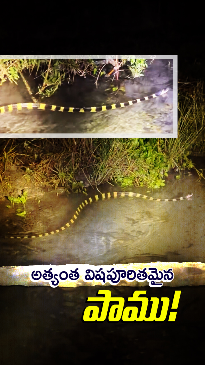 IFS అధికారి పర్వీన్ కస్వాన్ షేర్ చేశాడు!