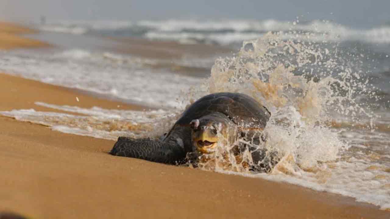 Photo Story: స్టీమ్ రోడ్ రోలర్ నుంచి పింక్ కలర్ పుట్టగొడుగు వరకూ.. ఆశ్చర్యపరిచే చిత్రాలు మీ కోసం.. 