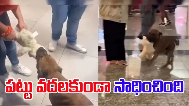 Dog Grabs Stuffed Toy: కుక్క పట్టు అంటే ఇదేనేమో.. బొమ్మ ఇచ్చే వరకు వదల్లేదు.. 